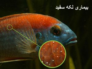 بیماری ماهی آکواریومی