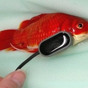 چگونه بیماری ماهی آکواریومی را بشناسیم
